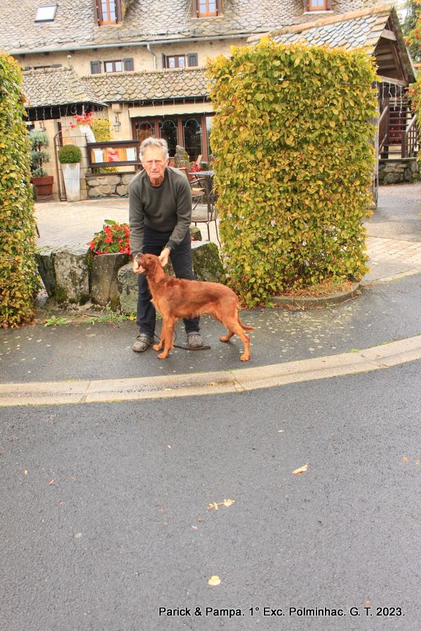 Des Celtes D'Artrat - Les chiens ne font pas chats