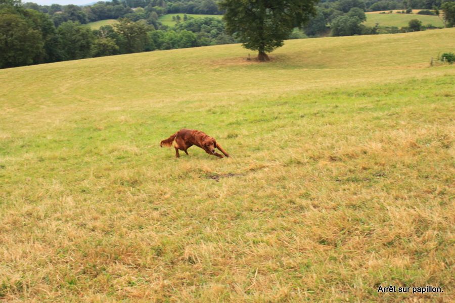 Up-lands Des Celtes D'Artrat