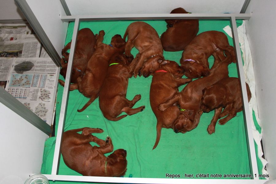 chiot Setter irlandais rouge Des Celtes D'Artrat