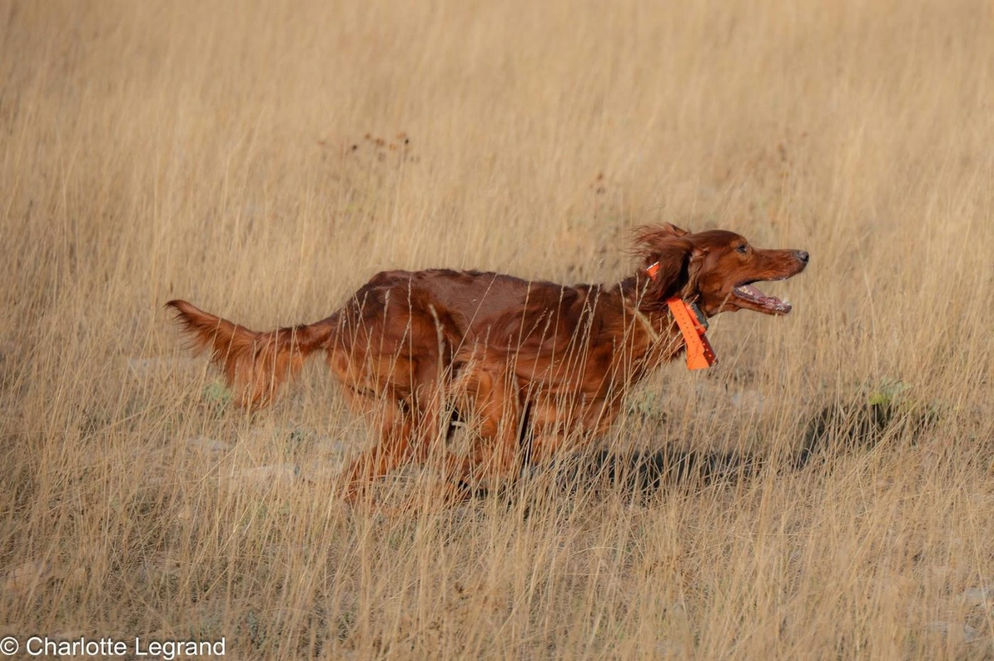 Mariage de Up avec Ungaro... le 22/11/2025.