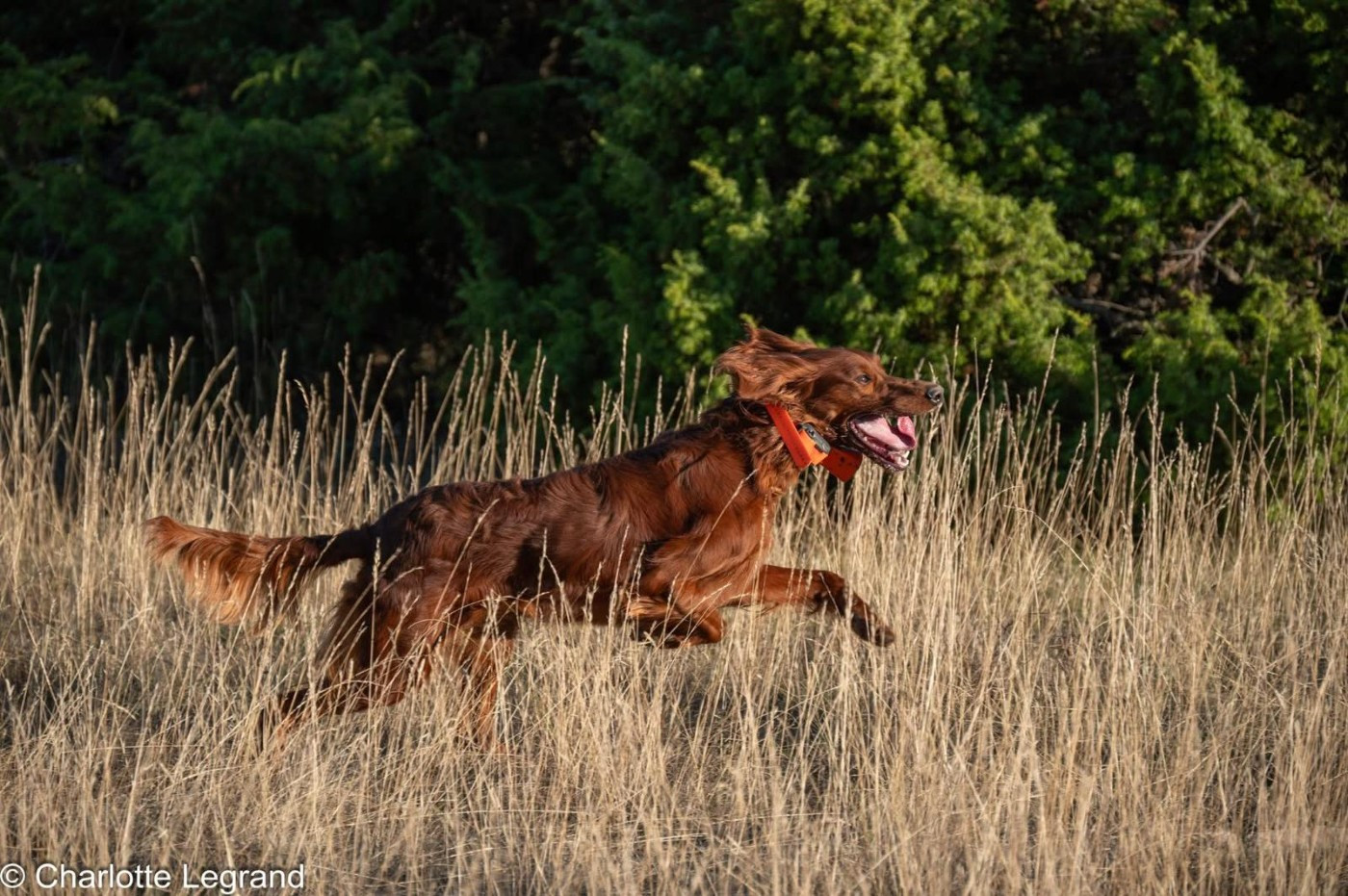 Mariage de Up avec Ungaro... le 22/11/2025.