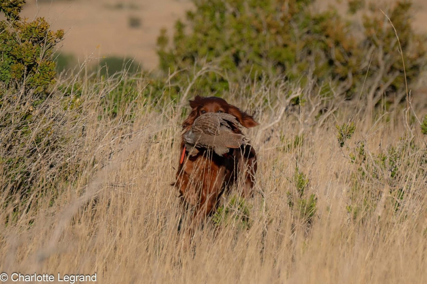 Up-lands des Celtes d'Artrat est gestante. Merci papa : Ungaro des Petits Bouts d'Air.