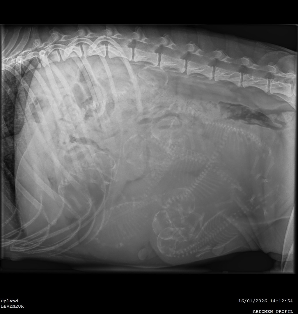 Des Celtes D'Artrat - Radio de Up le 16 / 01 /2026.