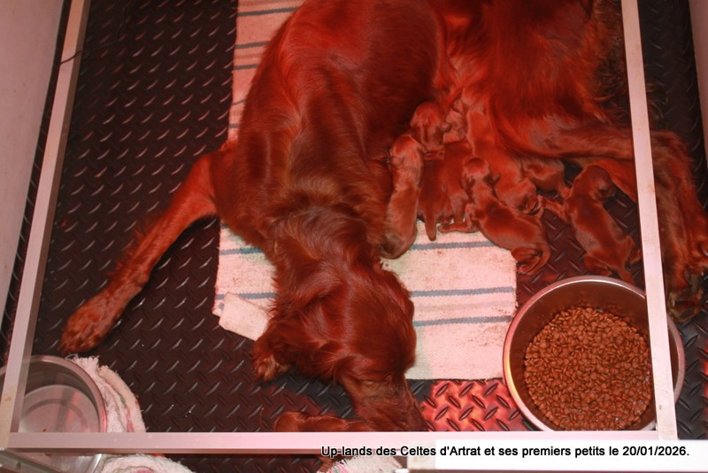 Les petits de Up sont nés...