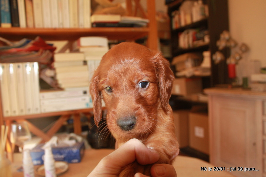 Le dernier diable disponible.