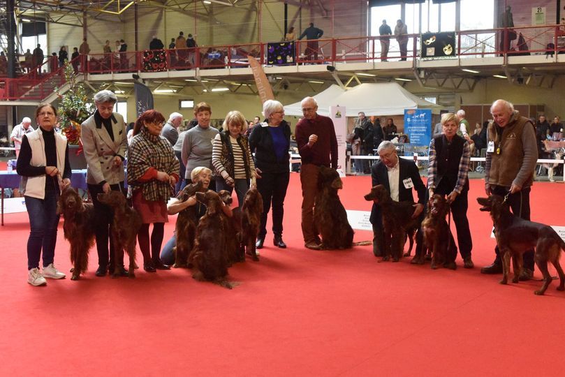 Des Celtes D'Artrat - 11 février 2024. CACIB Bourges.