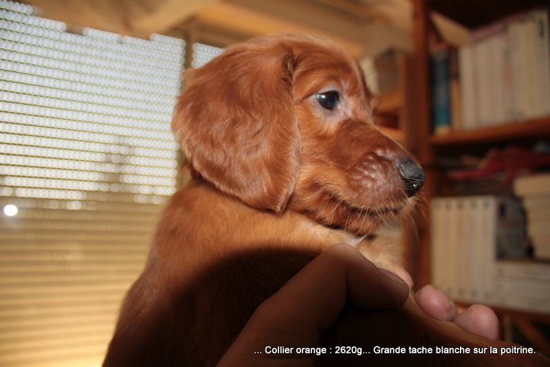 Arcad Up des Celtes d'Artrat, le seul encore disponible...