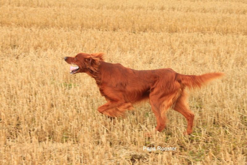 Rooster, toujours jeune...