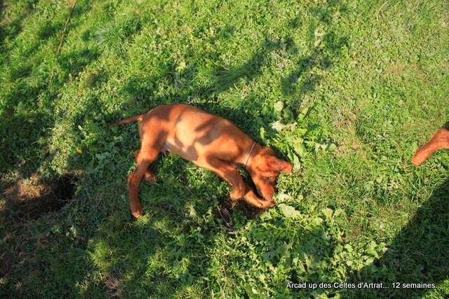 Arcad up des Celtes d'Artrat