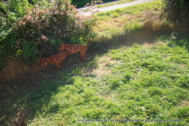 Amir up des Celtes d'Artrat.