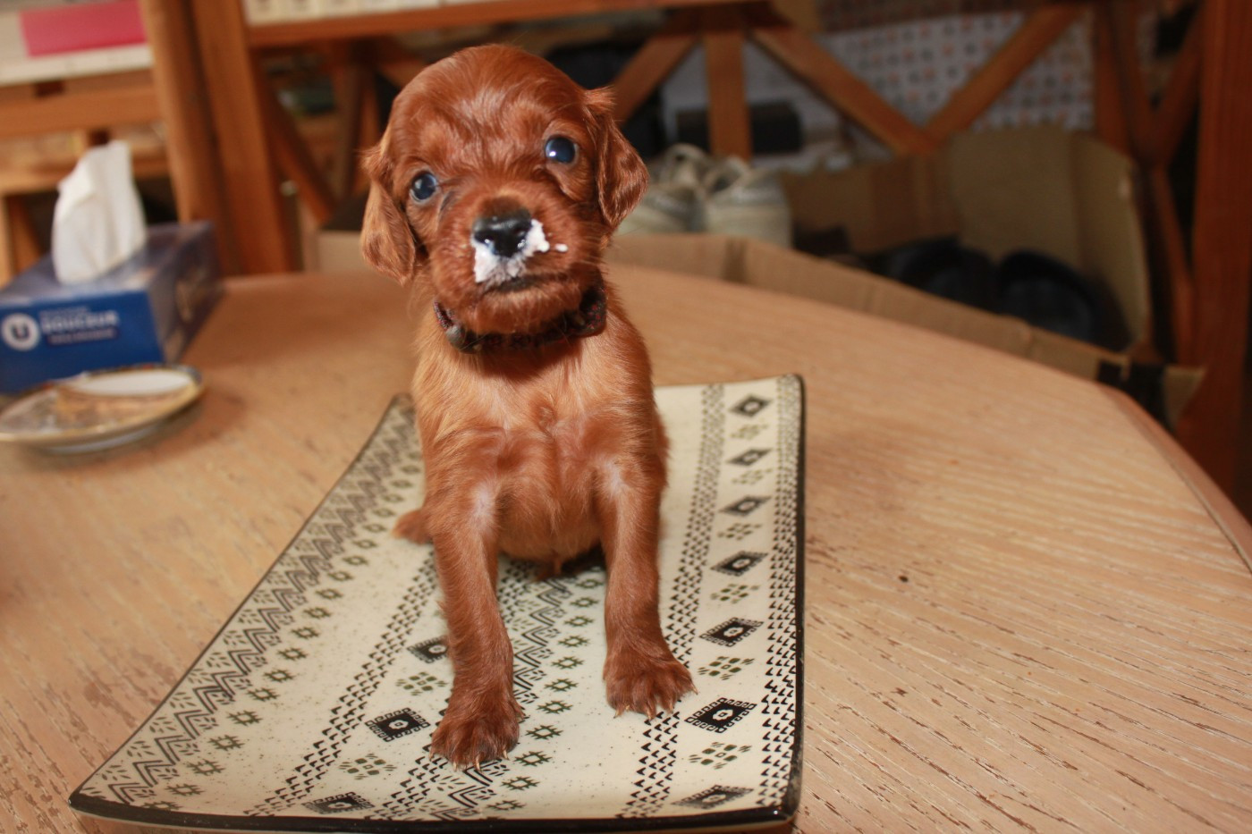 Baku, futur petit Suisse...