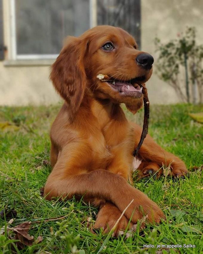 Saïko, le beau garçon.