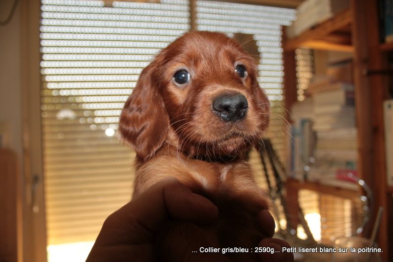 Des Celtes D'Artrat - Chiots disponibles - Setter irlandais rouge