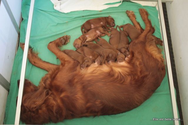 Des Celtes D'Artrat - Chiots disponibles - Setter irlandais rouge
