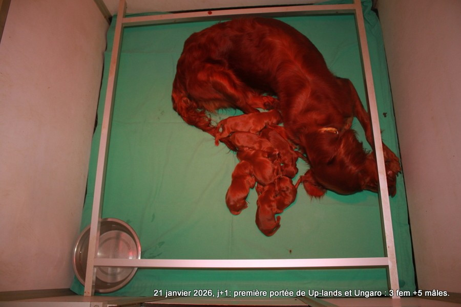 Des Celtes D'Artrat - Chiots disponibles - Setter irlandais rouge