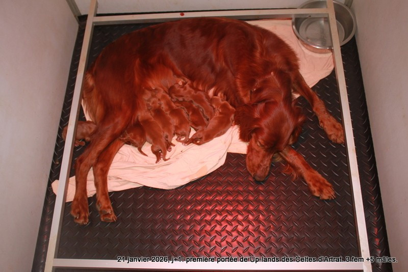 Des Celtes D'Artrat - Chiots disponibles - Setter irlandais rouge