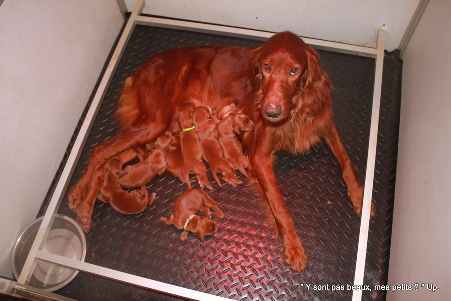 Des Celtes D'Artrat - Chiots disponibles - Setter irlandais rouge