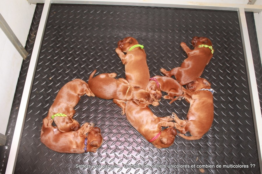 Des Celtes D'Artrat - Chiots disponibles - Setter irlandais rouge