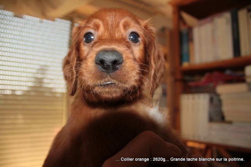 Des Celtes D'Artrat - Chiots disponibles - Setter irlandais rouge