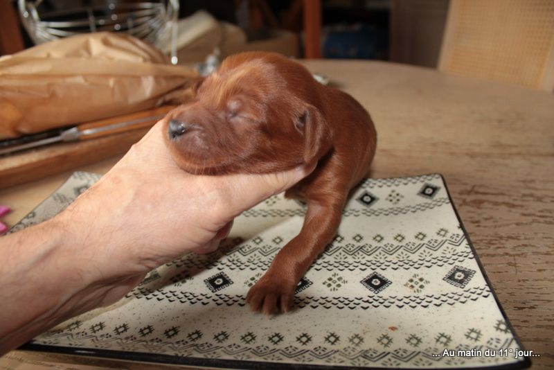 Des Celtes D'Artrat - Chiots disponibles - Setter irlandais rouge