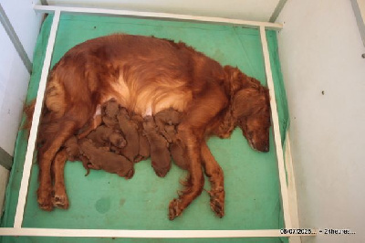 CHIOT 7