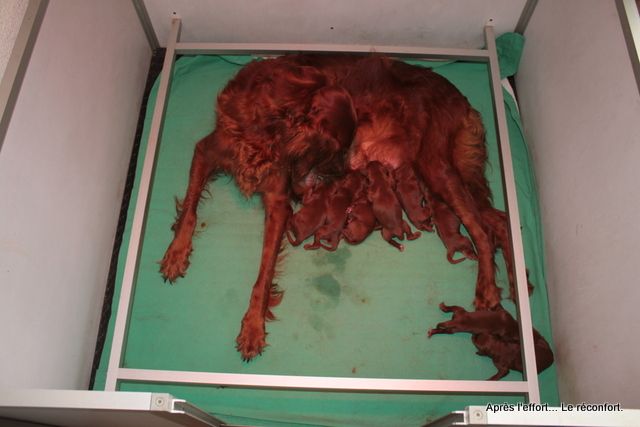 Chiot Setter irlandais rouge Des Celtes D'Artrat