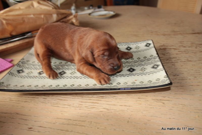 Des Celtes D'Artrat - Chiots disponibles - Setter irlandais rouge