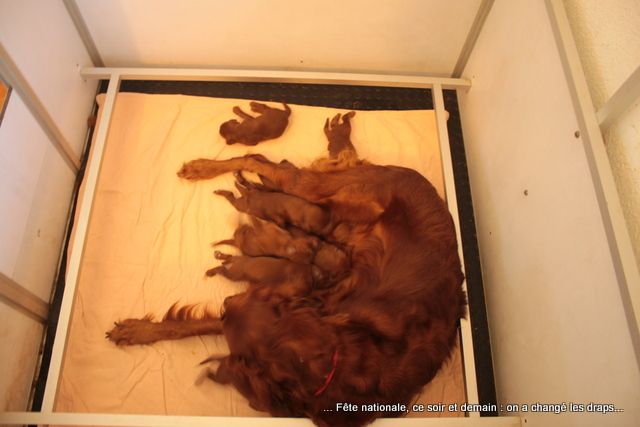 Des Celtes D'Artrat - Chiots disponibles - Setter irlandais rouge