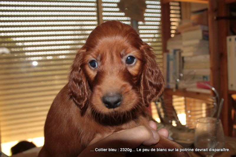 Des Celtes D'Artrat - Chiots disponibles - Setter irlandais rouge