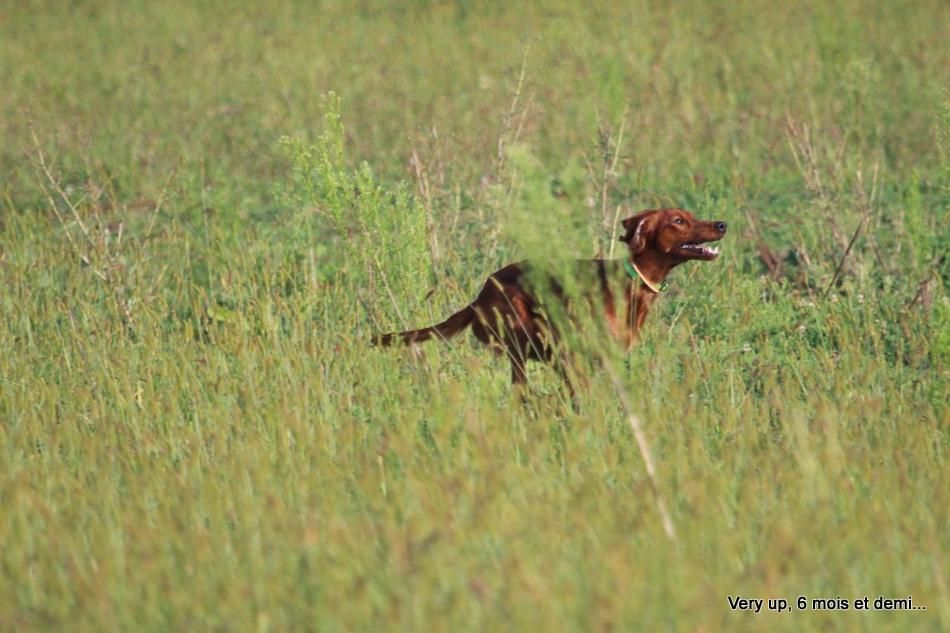 Des Celtes D'Artrat - Setter irlandais rouge - Portée née le 08/02/2024