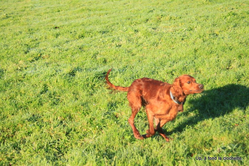 Des Celtes D'Artrat - Setter irlandais rouge - Portée née le 11/04/2023